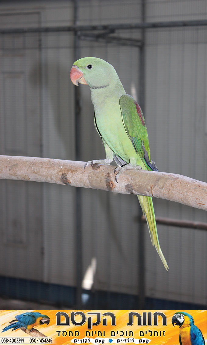 جديد في كفر قاسم - חוות הקסם
